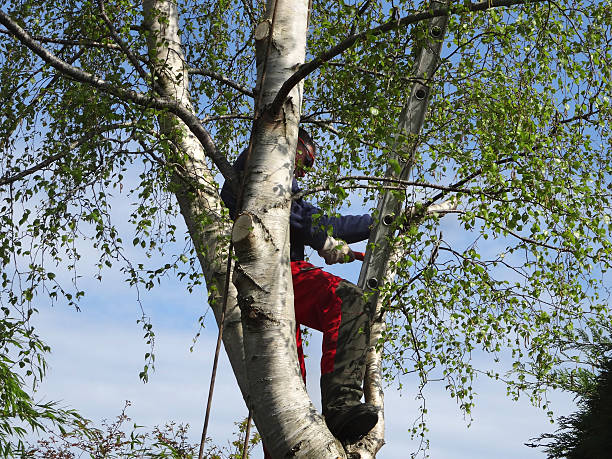 Best Commercial Tree Services  in Armona, CA